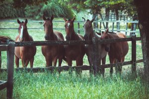 Image of five brown horses behind a wooden fence on a grassy field.